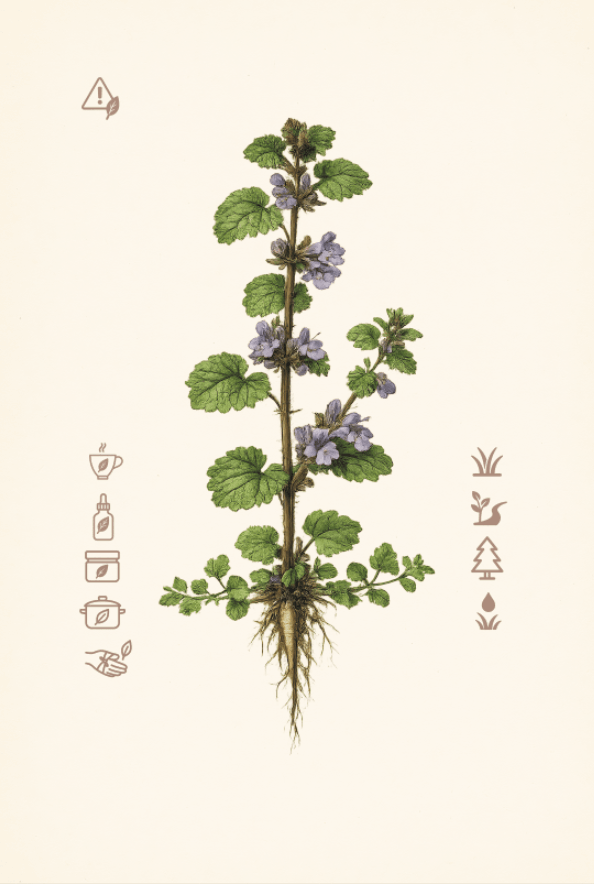 Gundermann - Botanische Zeichnung